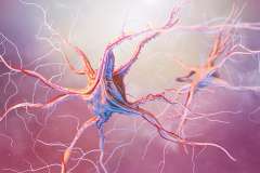Neuron - zdjęcie partnera