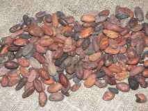 Cocoa beans / http://en.wikipedia.org/wiki/Cocoa_bean