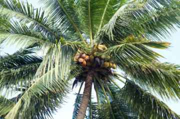 Drzewo kokosowe,by foto76/ www.freedigitalphotos.net