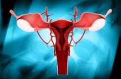 Female Reproductive System by dream designs /www.freedigitalphotos.net