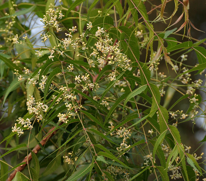 Neem - Miodla indyjska, melia indyjska - Aarya Veppu or Indian-lilac Azadirachta indica in Hyderaba