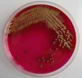 coli.jpg