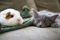Kot i chomik wylegują się na kanapie - freerangestock.com
