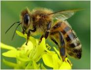 pszczoła.jpg